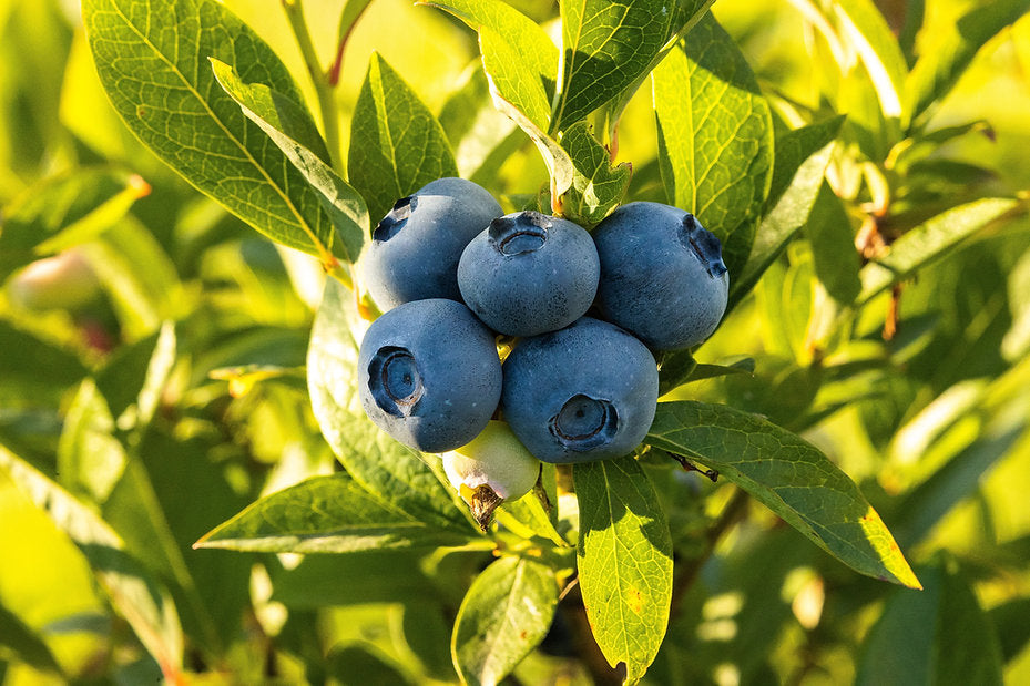 Blueberry & White Tea Hydrating Mist